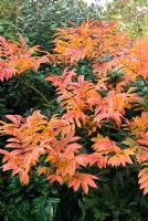 Sorbus sargentiana - Autumn foliage