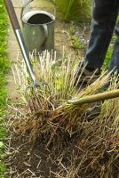 Using forks back to back to divide a clump of Panicum virgatum 'Rehbraun'
