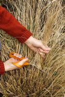 Woman cutting back Pennisetum alopecuroides 'Hameln' in early spring