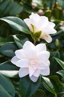 Camellia japonica 'Hagoromo' syn 'magnoliiflora'