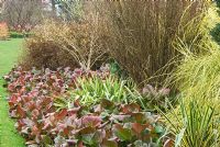 Red tinged winter foliage of Bergenia 'Sunningdale', below Hamamelis x intermedia 'Harlow Carr', Berberis thunbergii atropurpurea 'Helmond Pillar' and Cortaderia selloana 'Aureolineata', with low Phormium and Yucca in foreground.