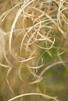 Arabesques of dried Miscanthus leaves