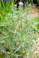 Galactites tomentosa in a gravel garden