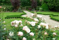 Rosa 'Gruss aan Aachen' in new small formal front garden with Buxus hedges, sundial, lawn, and gravel path leading to front gate