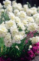 Dianthus 'Mrs sinkins' - Carnations