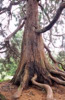 Sequoiadendron giganteum - Exposed roots