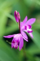 Bletilla striata - Chinese ground orchid
