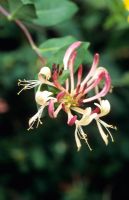 Lonicera periclymenum