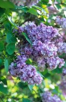 Syringa vulgaris 'Charles Joly'