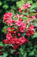 Weigela 'Bristol Ruby'