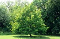 Quercus robur - Specimen in lawn