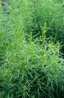 Artemisia dracunculus - Tarragon