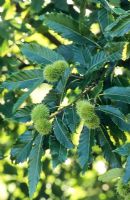 Castanea sativa - Sweet Chestnut