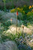 Prairie style garden with drifts of grasses, Kniphofia and Eryngium