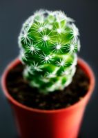 Cactus in small pot