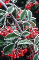 Cotoneaster lacteus - Berries with frost