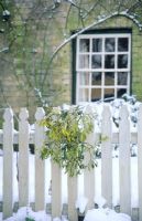Bunch of mistletoe on picket fence
