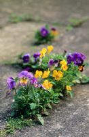 Viola - Self seeded between paving stones