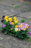 Viola - Self seeded between paving stones