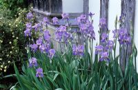 Iris pallida syn. Iris pallida var. dalmatica