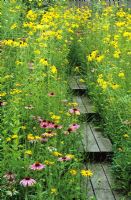 Prairie style garden with Rudbeckia, Echinacea, Coreopsis and Silphium surrounding a wooden boardwalk
