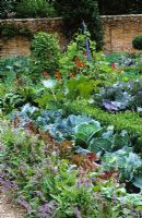 The Potager at West Green House garden -  Cerinthe major 'Purpurascens' and Brussel sprout 'Rubine' with cabbages and lettuces