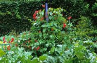 Blue painted obelisk with Phaseolus coccineus 'Scarlet Emperor' and Lathyrus odoratus 'Red Ensign' - Runner Beans and Sweet peas 