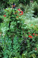 Blue painted wooden obelisk with Runner bean 'Scarlet Emperor' and Sweet pea 'Red Ensign' - Lathyrus odoratus