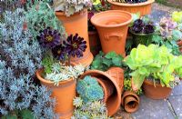 Group of terracotta pots on patio with Aeonium and Echevaria