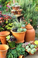 Group of terracotta pots on patio with Aeonium and Echevaria
