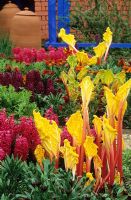 Rhubarb, Hyacinthus 'Jan Boss', Hyacinthus 'Woodstock' - Purple, Erysimum 'Fire King' and Erysimum 'Orange Bedder' at Perch Hill