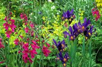 Gladiolus communis subsp. byzantinus with Iris 'Blue Triumphator' and Smyrnium perfoliatum in the Long Border at Great Dixter