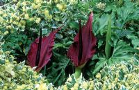 Dracunculus vulgaris - Dragon arum