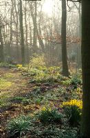 Early morning mist and sunlight in the woodland garden at Beth Chatto's 