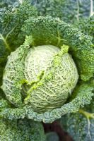 Brassica oleracea - Savoy Cabbage