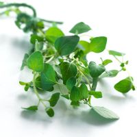 Origanum vulgare - Origano