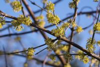 Cornus mas - Cornelian cherry