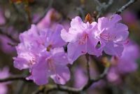 Rhododendron x praecox