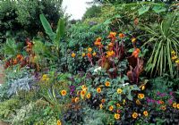 Late summer tropical border with Canna, Dahlia and Datura