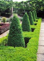 Repeating Buxus cones in low box hedge - Waterperry gardens Oxfordshire