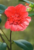 Camellia japonica 'Takanini' - Medium anemone form of deep red flower at Trehanes Nursery, Dorset