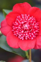 Camellia japonica 'Bob's Tinsie' at Trehanes Nursery, Dorset