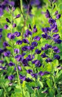 Baptisia australis 