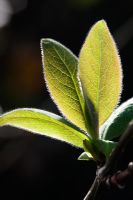 Lonicera pericylmenum - Newly emerged leaves