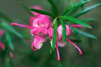 Grevillea rosmarinifolia