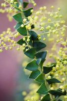Acacia pravissima - Early flowers