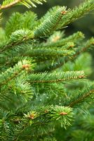 Abies nordmanniana - Nordmann Fir