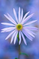 Aster pyrenaeus 'Lutetia' - Frost Flower