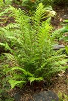 Athyrium Filix-Femina var. Angustum 'Lady in Red'