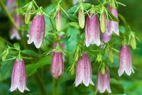 Campanula takesimana 'Elizabeth' - Bellflowers